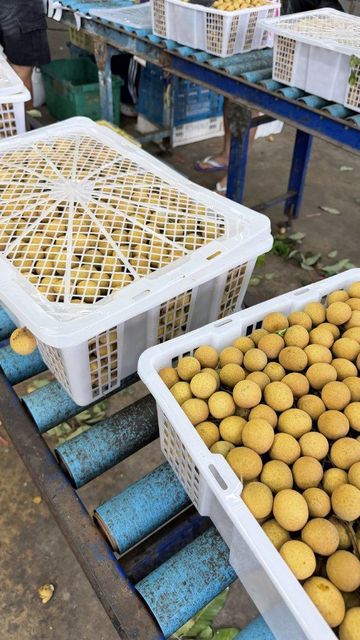 Longan - Image 4