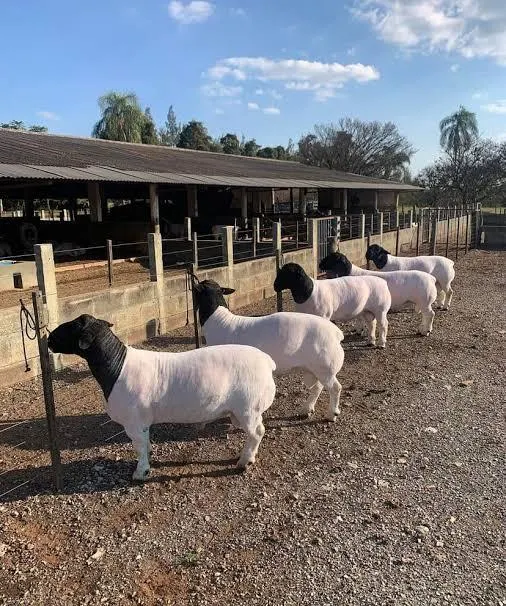 Cheap Top Selling Dorper sheep in bulk / Merino sheep at wholesale price.Boer Goats available for sale in good quantity - Image 2