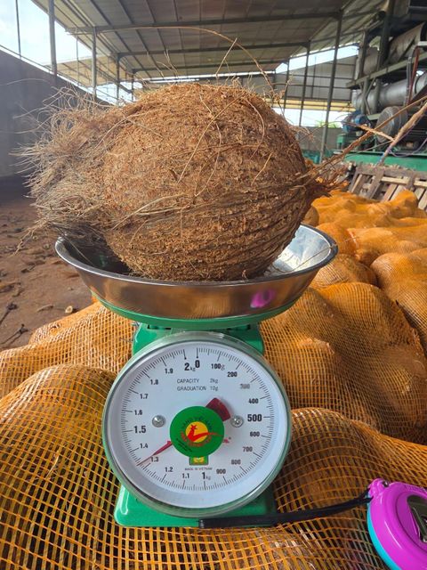 Semi Husked Coconut - FOB (EXW & CIF available) Form Whole Organic Yes Origin Indonesia - Image 2
