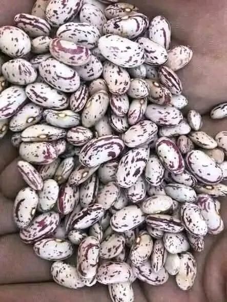 Premium wholesale and retail red kidney speckled beans Fat 1–2 G Texture firm Fiber 15–17 G Origin Tanzania Protein 22–24 G - Image 4