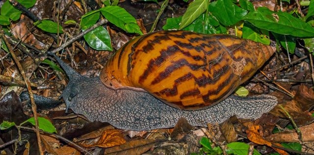 Premium Live African Snail Fresh Healthy Stock Ready For Farming And Breeding At Best Price - Image 5
