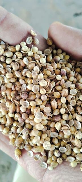 coriander seed Form whole Quality A Grade Type Coriander seed Shelf Life 12 Months Place of Origin Indian Packaging 20 Kgs PP - Image 3