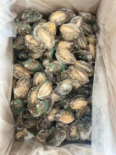 Frozen Abalone Frozen Seafood Wholesale Abalone with Shell Abalone - Image 4