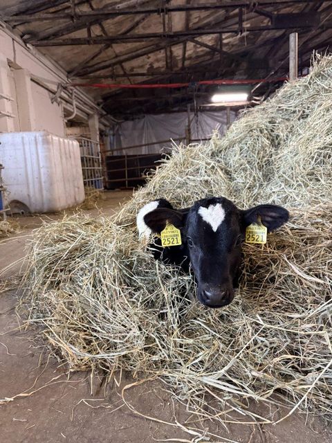 Live Calves, Dairy & Beef Breeds, From 14 Days Type Live Animals Quality Export Quality Place of Origin Latvia Weight (kg) 50 kg and - Image 3