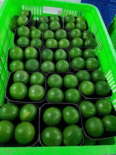 Seedless Limes Size 4 - 6 Cm Packaging Box 4.5Kg Shelf Life 2 Months Origin Tien Giang, Vietnam Packing 4kg/10kg/carton Box - Image 3
