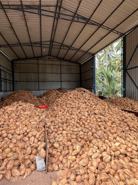 coconut with husked and Dehusked, Nariyal, Kelapa, Noix de Coco, Kokosnuss, Kalpavriksha, semi husked coconut - Image 1