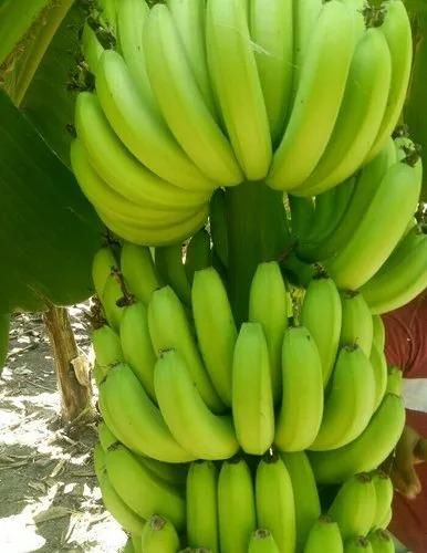 Wholesale Fresh Green Cavendish Banana Export Grade Bulk Supply - Image 5