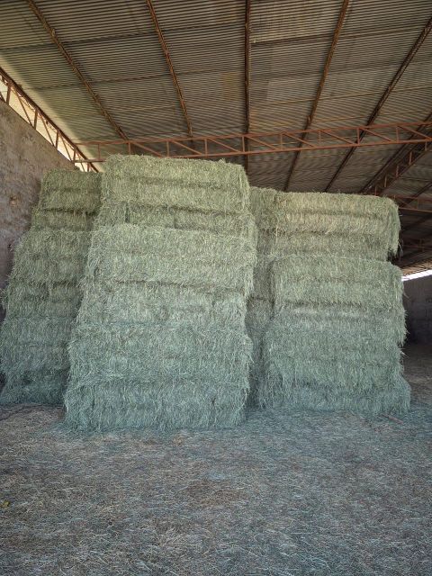 Rhodes Grass - Image 3