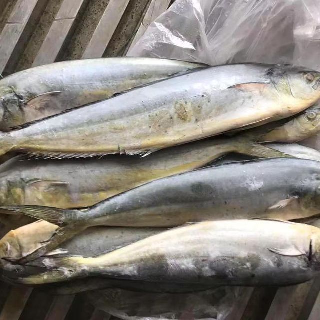 Frozen Mahi Mahi Fish Premium Wild Harvest Seafood Product For Bulk Supply To Importers And Distributors - Image 4