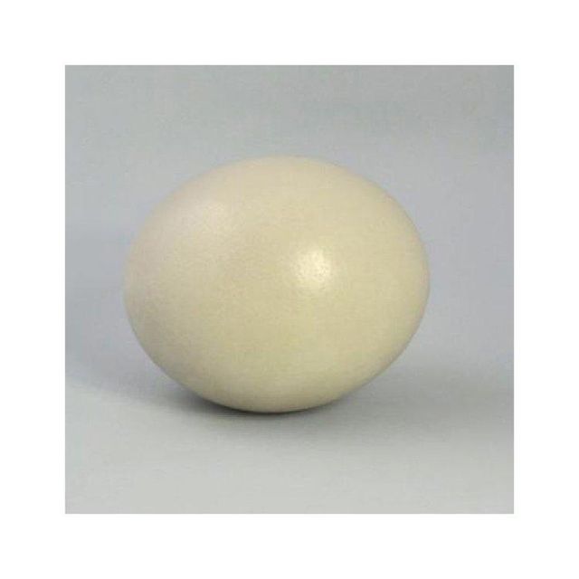 Excellent Fertile Ostrich Eggs and Chicks for Sale Color White Organic Yes Animal Species Ostrich Degree of Processing Chilled - Image 3