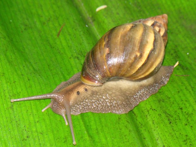 Live African Snail Available For Breeding Farming And Wholesale Supply Fresh Live Snail Strong Active - Image 3