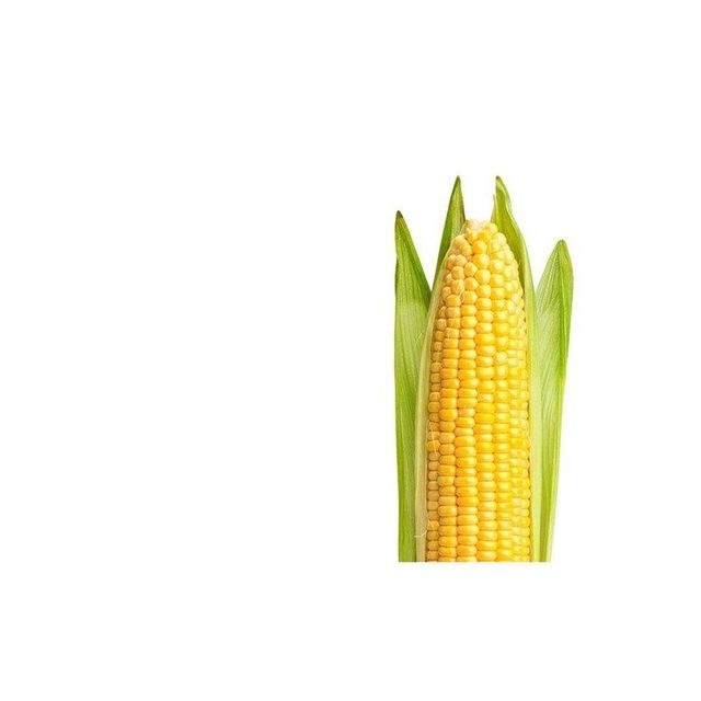 bulk yellow corn kernels for restaurants food businesses and home kitchens premium quality corn grains perfect for popcorn cornmeal tortillas baking and traditional cooking recipes - Image 2