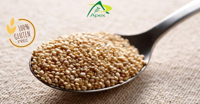 Processed Quinoa Seeds , Processed Quinoa Seed whole , Processed Quinoa , Quinoa , Quinoa Seeds, Processed Quinoa Seed Bulk Supplier From India - Image 1