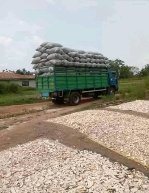 PEELED CASSAVA CHIPS - Image 1
