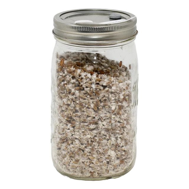 Cottonseed Hulls 98% Fiber Rich Roughage Ingredient For Livestock Feeding Systems And Nutritional Formulations - Image 3