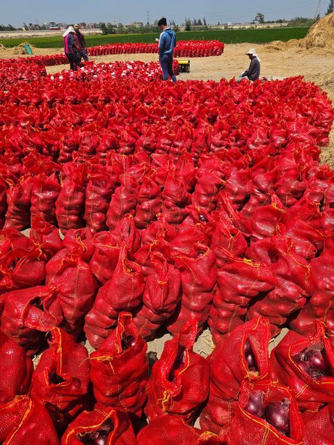 Fresh onions. - Image 1