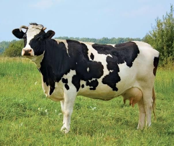 Productive Holstein Friesian Cows Excellent Dairy Breed Strong Body Healthy Condition Cheap Price Available Now - Image 2