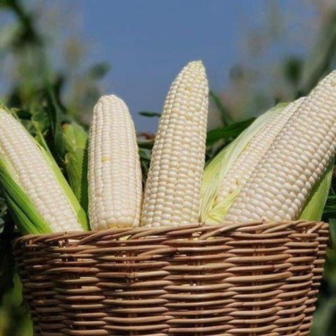 White Corn/Maize - Image 3