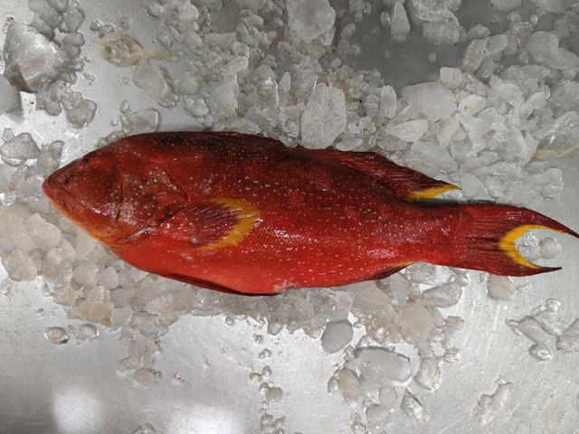 Red grouper - Image 5