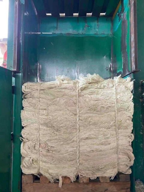 pineapple leaf fiber (PALF) - Image 6