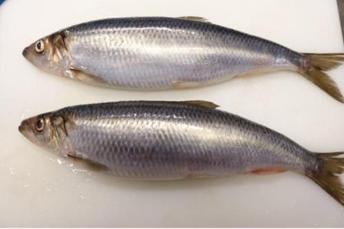 Atlantic herring (Clupea harengus) - Image 1