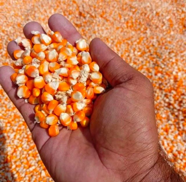 Wholesale Yellow Corn/ yellow corn for human consumption non gmo yellow corn yellow corn For sale - Image 3