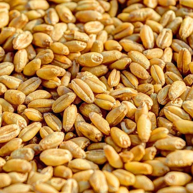 High Protein Durum Wheat Supply For Pasta Production And Industrial Grain Processing Markets - Image 3