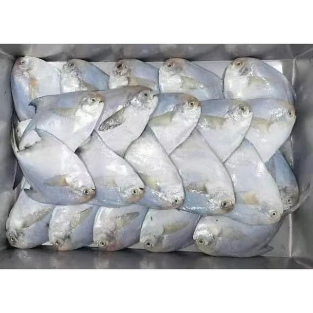 Frozen Silver Pomfret Fish Fresh Frozen Ocean Harvest Selection For Wholesale Seafood Supply And Food Service Buyers - Image 4