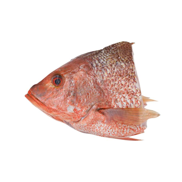 Fresh frozen whole Frozen Red snapper fish best wholesale price in market - Image 2