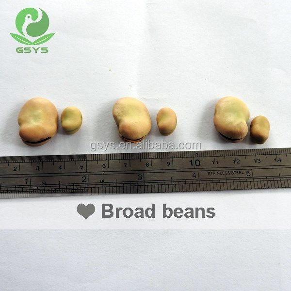 Golden supplier of dry Fava Beans /Broad Beans in shell 50-60 - Image 3