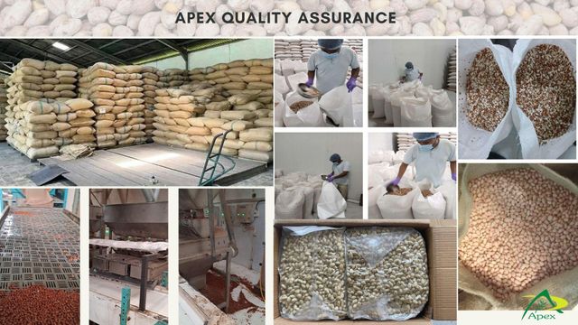 Java Peanut 6070, Java Peanut 60 70, Java Peanut 60/70, Peanut, Peanuts, Arachis hypogaea, Java Peanut, Java Peanut Kernels, Blanched Peanut, Indian Java Peanut, Indian Blanched Peanut, Peanuts Java Kernels, Peanuts Kernels, Peanut With Shell, Peanuts, Indian Peanuts,Java Peanuts, Java Peanut Supplier From India. - Image 5