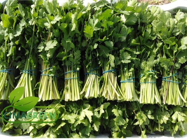 Cilantro, Perejil, Menta (Hierbabuena) Premium - Manojo 150g - Origen España - Image 1