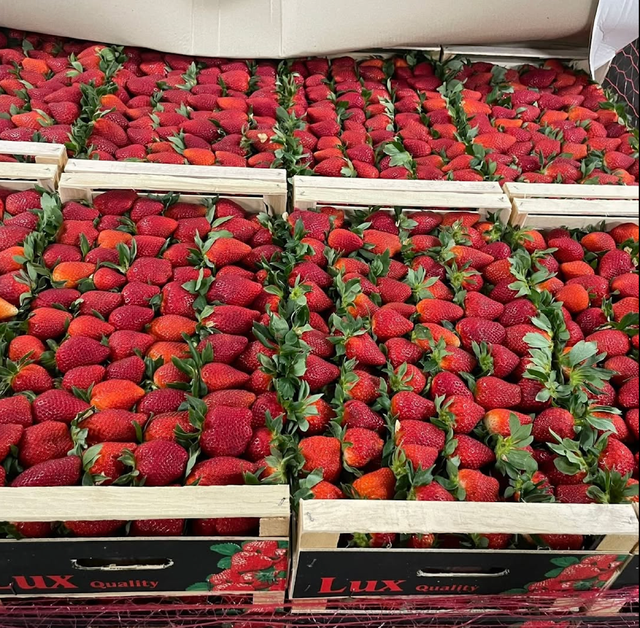 NATURALLY SWEET FLAVOR RED STRAWBERRY, FRESH STRAWBERRIES PACKAGING READY EXPORT - Image 3