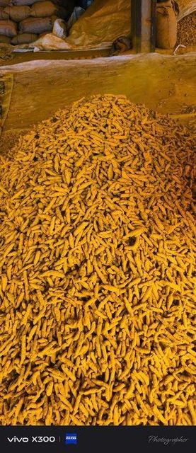 Premium Nizamabad Double Polished Finger Turmeric | Indian Export Quality - Image 3