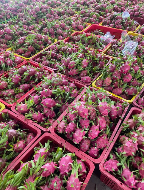 Premium Fresh Produce – Premium Dragon Fruit 9kg Export Box On Sale - Image 2