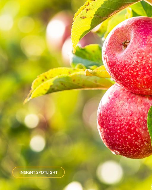 Fresh Pink Lady Apples available Organic Yes Variety Pink Lady Origin South Africa Degree of Processing Fresh - Image 3