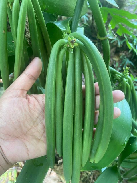 Madagascar Vanilla Beans - Image 4