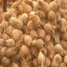 Dehusked coconut, fresh coconut - Image 1