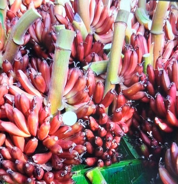 Banana - Image 1