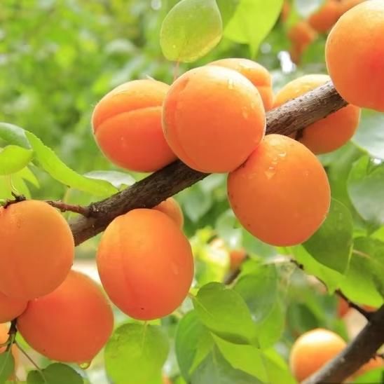 Good Quality New Arrivals multipurpose Unpeeled Frozen wholesale Price Apricot frozen Fruit - Image 3