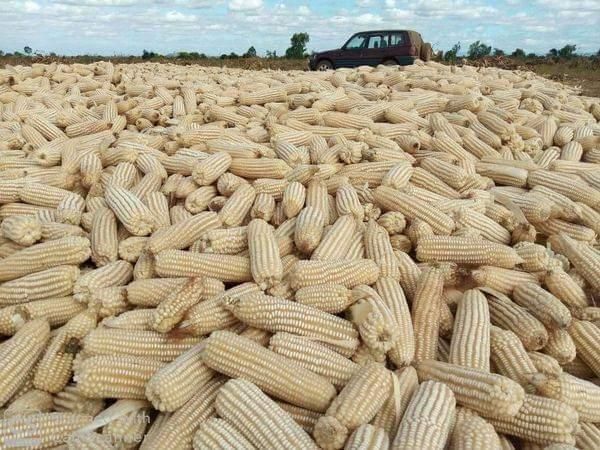 White corn for human consumption non gmo yellow corn yellow corn for animal for more details whatsap +255787979235 - Image 3