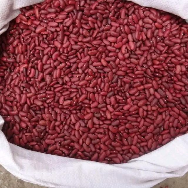 Wholesale Ethiopian High Quality Cream Beans Fresh Kidney Red and White Beans Common Cultivation Type - Image 4