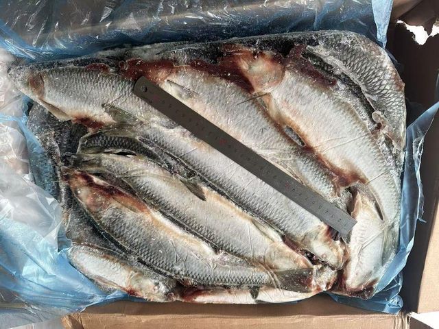 Frozen Herring Fish High Protein Seafood Selection With Reliable Cold Storage Handling For Bulk Import Demand - Image 1