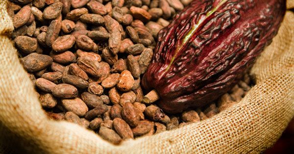Sri Lanka Organic Dry Cocoa Beans – product photo 2, product detail gallery