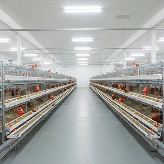 Compact Multi-Tier Chicken Coop for Efficient Poultry Farming - Image 1