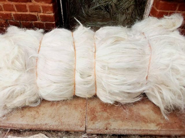 Raw Sisal Fiber Gypsum Hair Bulk Natural Fiber for Spinning Filling and Non Woven Fabric For Sale - Image 2