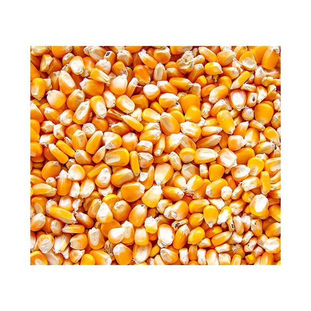 Yellow corn positioned for large scale trade with competitive pricing and delivery - Image 4