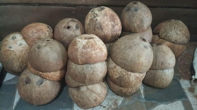 Coconut Shell - Image 1