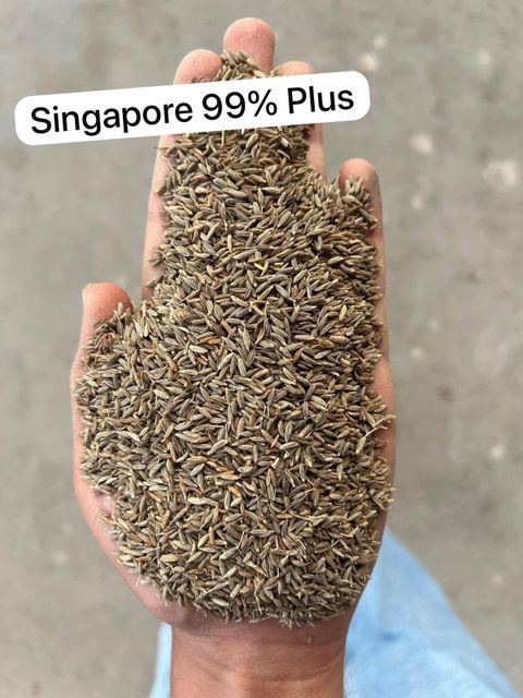 Product Specification – Cumin Seeds Product: Cumin Seeds Quality: Singapore 99% Packing: 25 kg PP Bags – product photo 1, product detail gallery