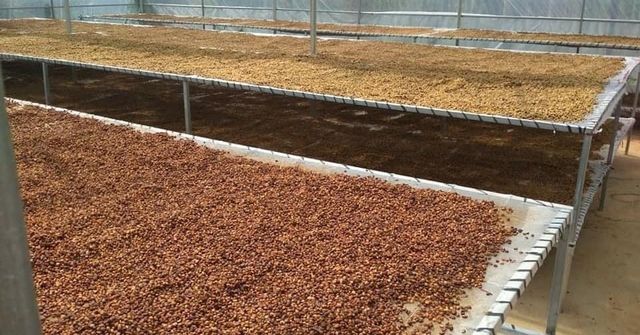 Premium Arabica Coffee Beans | Arabica Coffee Beans | Green Coffee Beans | Arabica Coffee Beans Wholesale Supplier - Image 3